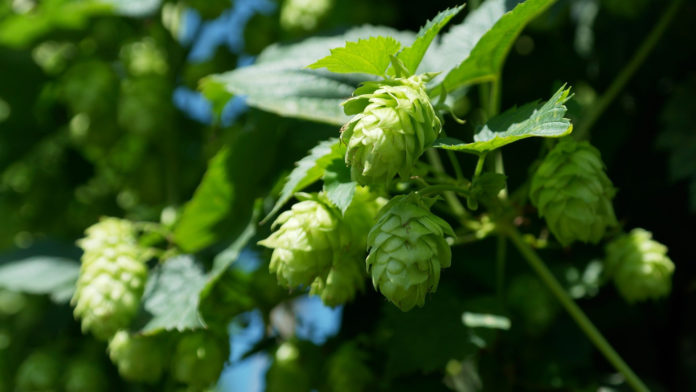 Il Luppolo nella birra: un fiore molto particolare!