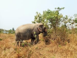 Elefante Thailandese