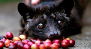 Luwak