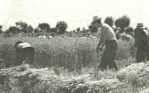 Mietitura del grano