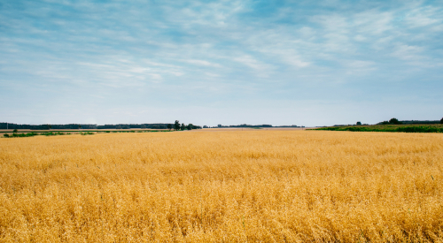 campo d'orzo