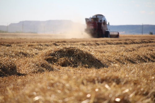 campo d'orzo