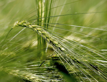 spiga di grano