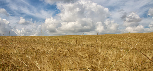 campo orzo