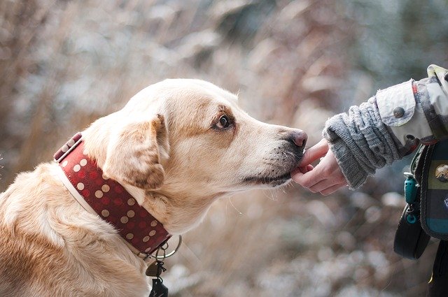 cane che bacia una mano