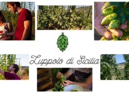 Luppolo di Sicilia: il primo luppoleto siciliano baciato dal sole del meridione