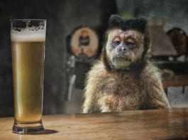 Birra doppio malto: facciamo chiarezza su un mito da sfatare!