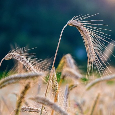 spiga di grano