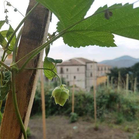 luppolo coltivato dal birrificio magia