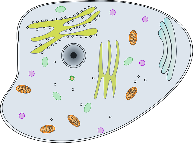 cellula